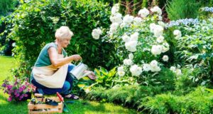 Une femme âgée arrosant des roses 