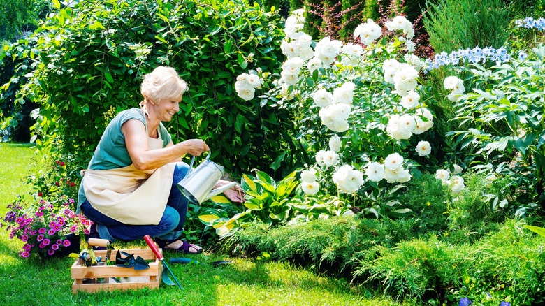 Une femme âgée arrosant des roses 