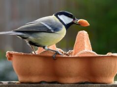 oiseau dans une mangeoire à oiseaux en carton d'oeufs