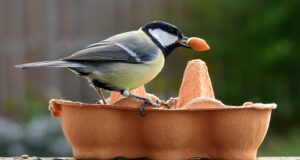 oiseau dans une mangeoire à oiseaux en carton d'oeufs