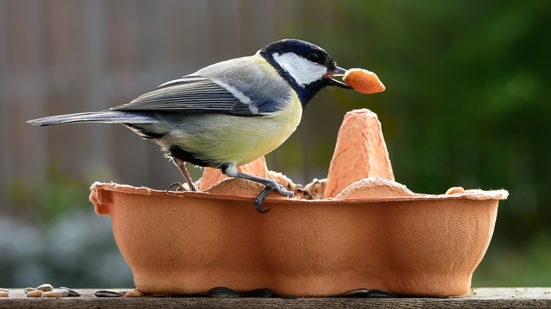 oiseau dans une mangeoire à oiseaux en carton d'oeufs