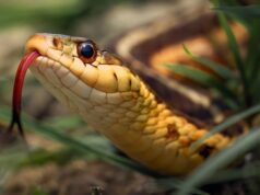 serpent à tête cuivrée dans l'arrière-cour