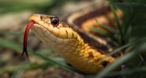 serpent à tête cuivrée dans l'arrière-cour