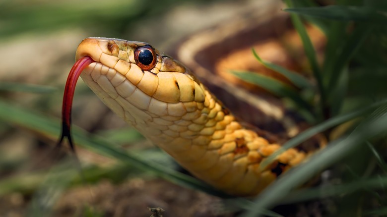 serpent à tête cuivrée dans l'arrière-cour