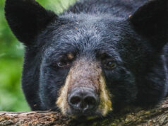 ours noir posant sa tête sur une bûche