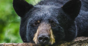 ours noir posant sa tête sur une bûche