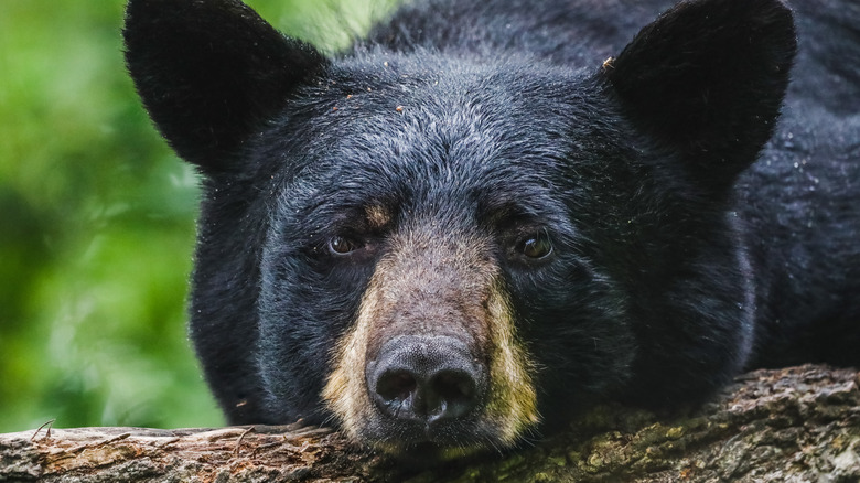 ours noir posant sa tête sur une bûche