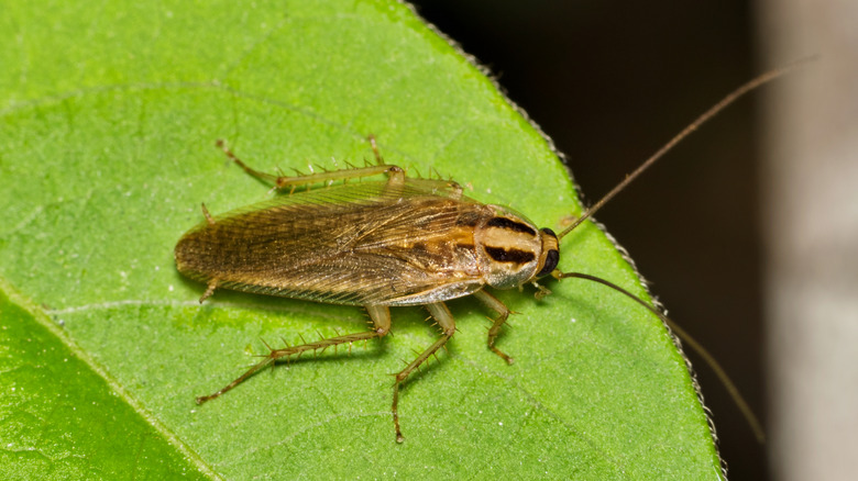 cafard sur une feuille