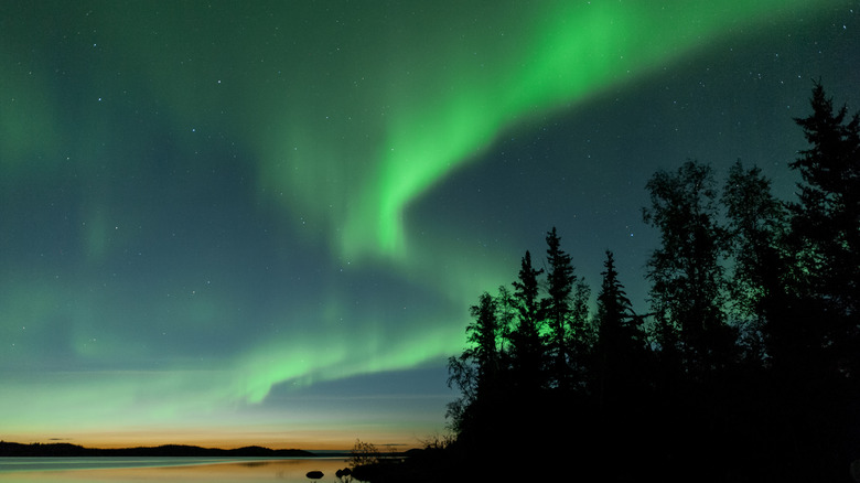 Aurores boréales au-dessus d'une forêt et d'un océan