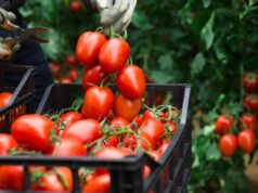 Jardinier récoltant des tomates rouges