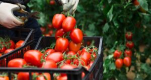 Jardinier récoltant des tomates rouges