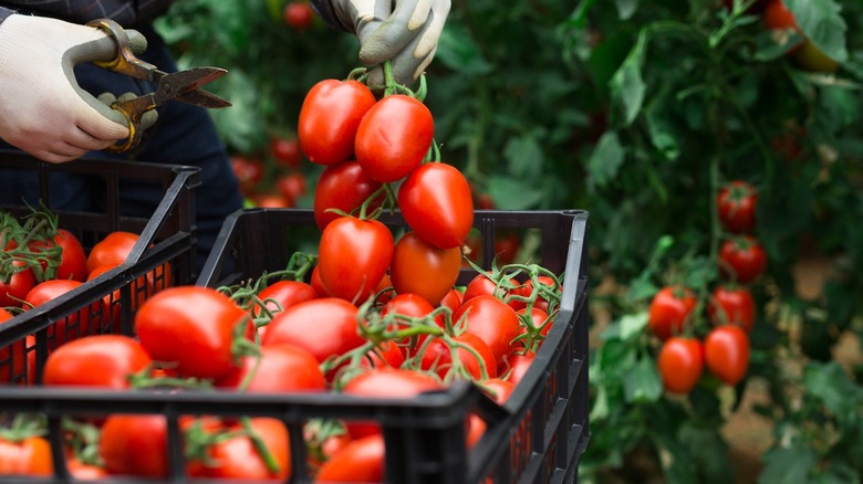 Jardinier récoltant des tomates rouges