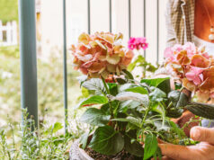 Les mains des femmes touchent les hortensias