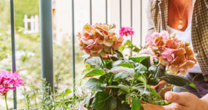 Les mains des femmes touchent les hortensias