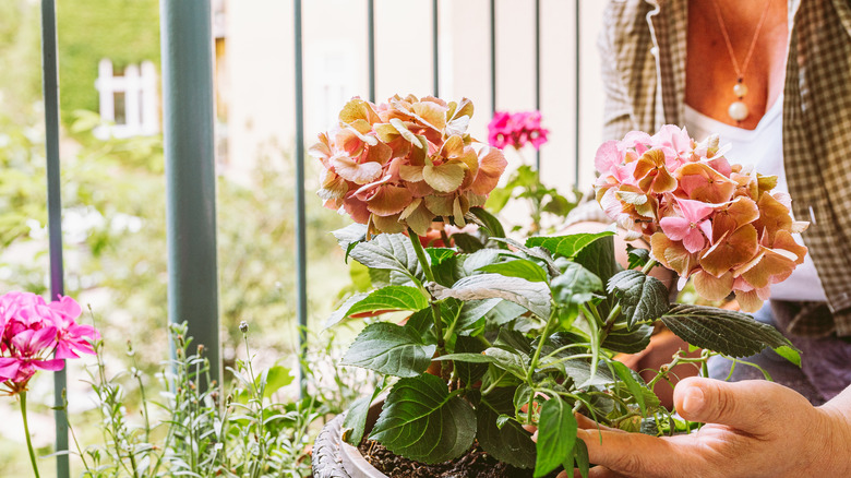 Les mains des femmes touchent les hortensias