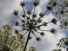 La berce du Caucase vue d'en bas