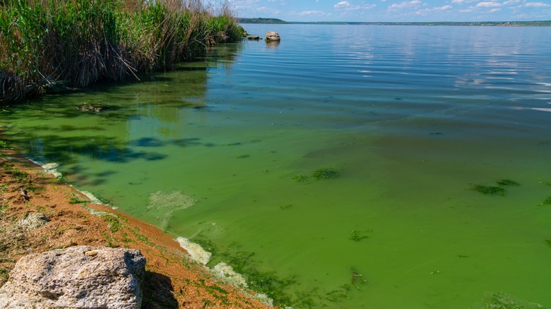 lac aux algues bleu-vert