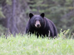 ours noir américain