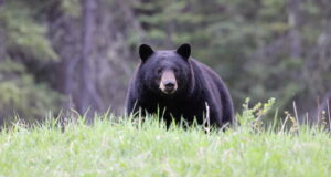 ours noir américain