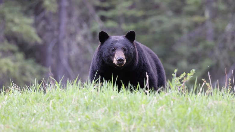 ours noir américain