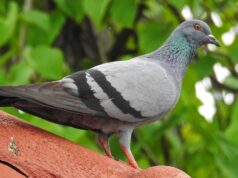 Pigeon debout sur le toit