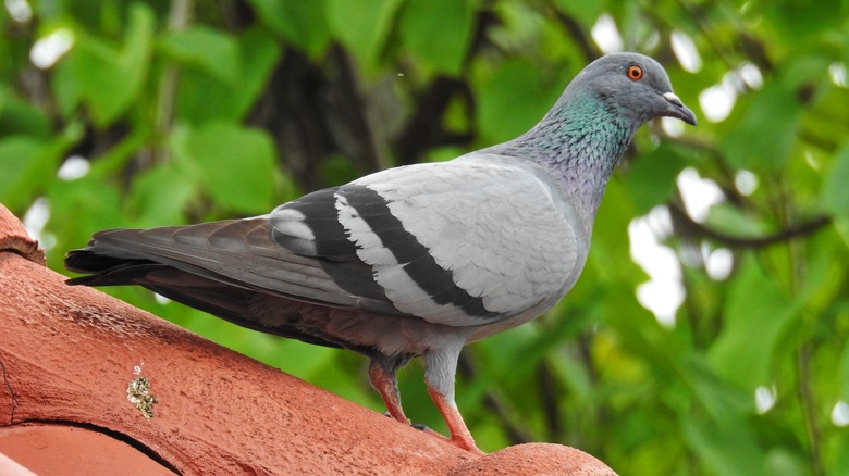 Pigeon debout sur le toit