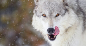 loup se léchant les lèvres