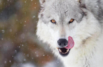 loup se léchant les lèvres