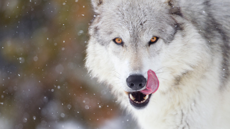 loup se léchant les lèvres