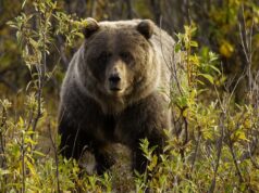 grizzly regardant dans les hautes herbes