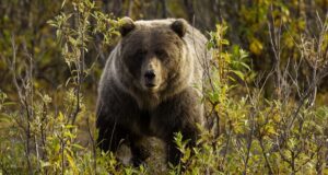 grizzly regardant dans les hautes herbes