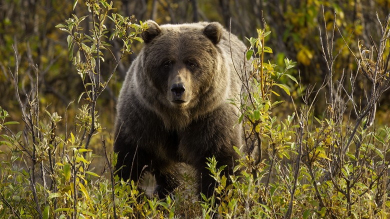 grizzly regardant dans les hautes herbes