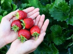 Jardinier tenant des fraises rouges