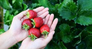 Jardinier tenant des fraises rouges