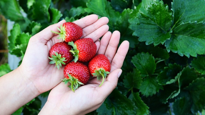 Jardinier tenant des fraises rouges