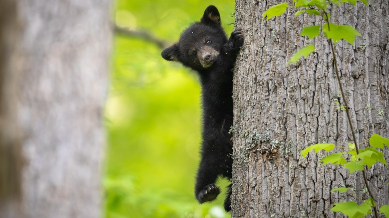 bébé ours noir dans le parc national des Smoky Mountains