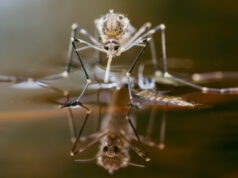 moustique sur l'eau