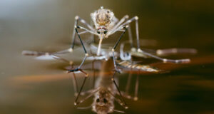 moustique sur l'eau