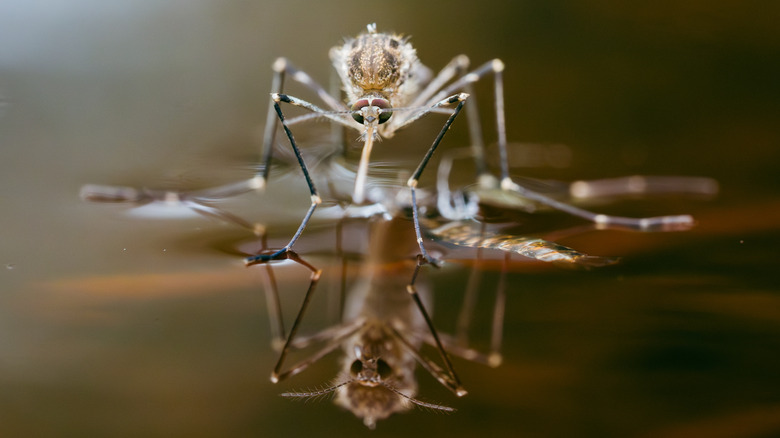 moustique sur l'eau