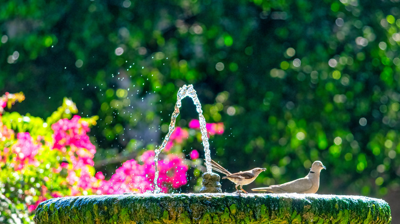 Bain d'oiseaux avec fontaine