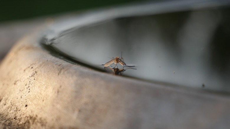 Moustique à la surface de l'eau stagnante