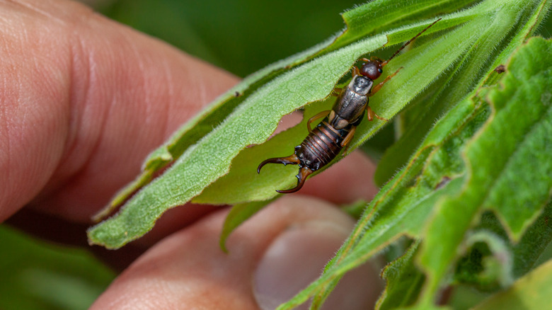 Perce-oreille sur une plante