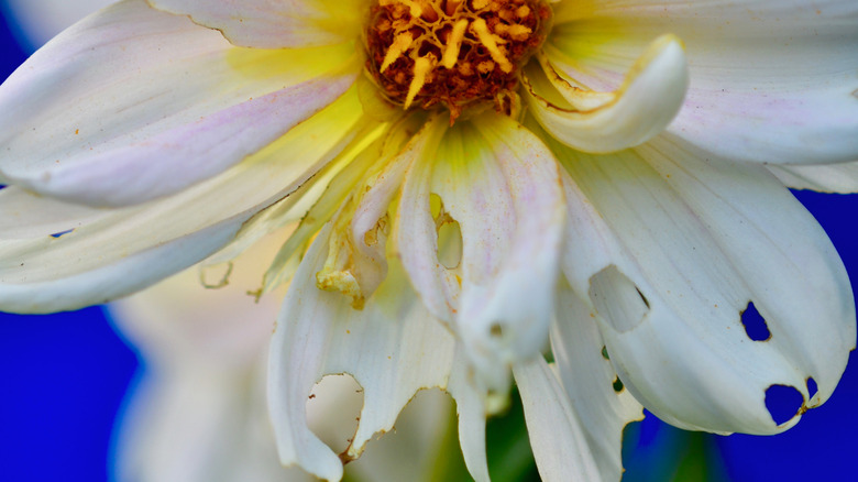 Dégâts causés par un perce-oreille sur une fleur de dahlia