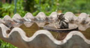 Bain d'oiseaux avec de l'eau sale