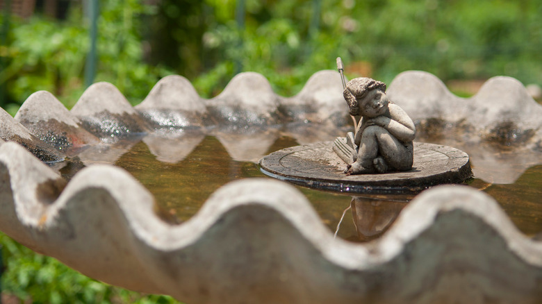 Bain d'oiseaux avec de l'eau sale