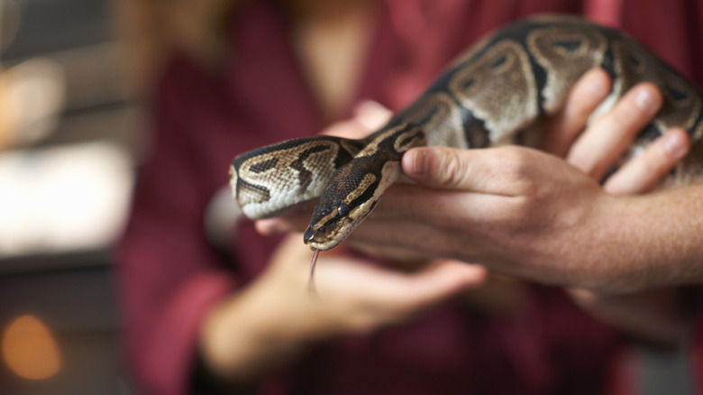 une personne tenant un serpent dans ses mains