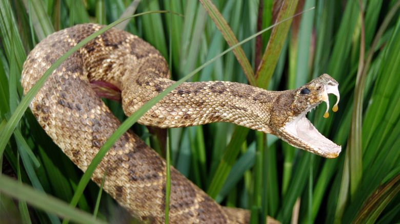 serpent dans les feuilles mortes