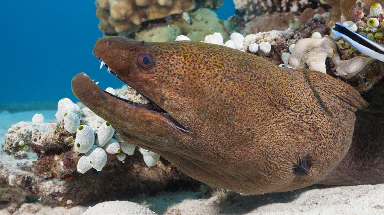 Murène géante regardant hors d'une grotte de corail 