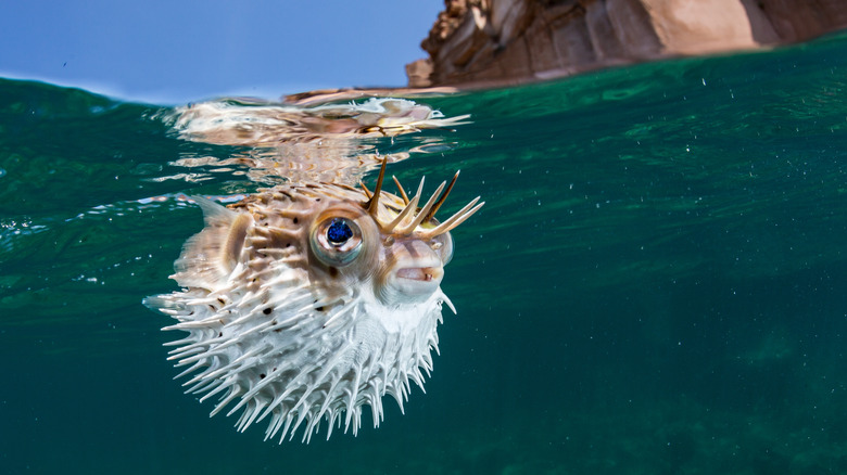 Poisson-globe gonflé près du rivage 