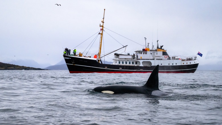 Orque à proximité d'un grand bateau de pêche 